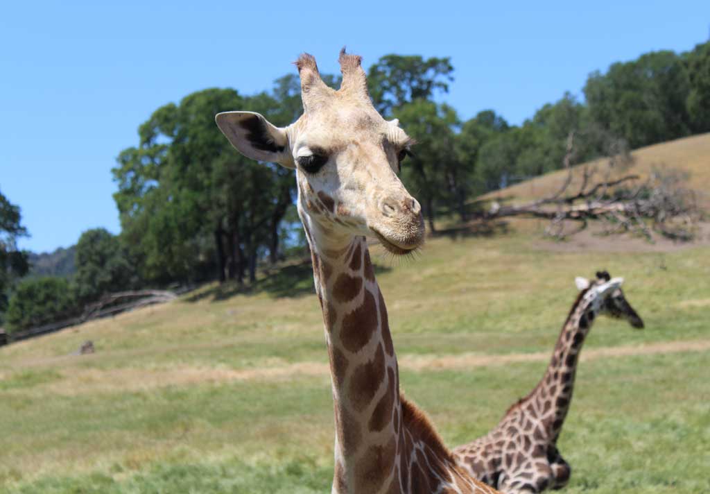 Safari West Giraffe, The Miracle of Safari West, Marin Magazine