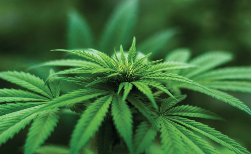 Growing Cannabis, How to Grow Cannibas, Marin Magazine