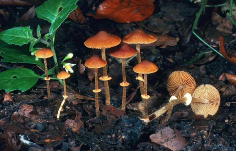 Mushrooms at Indian Tree, Marin Magazine