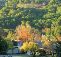 A serene suburban scene with a road in the foreground, lined with trees of varying autumn colors. A car is parked along the curb. In the background, lush green hills of Lucas Valley rise under a clear sky, creating a picturesque, tranquil setting reminiscent of Marinwood.