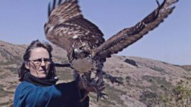Marin Magazine, Hawks