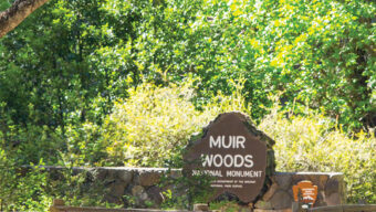 Muir Woods