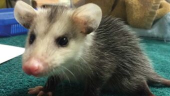 Marin Magazine, Awesome Opossums, A Local Species, Marin Magazine