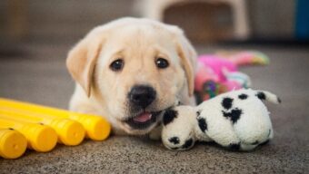 Red Carpet Puppies, Marin Magazine