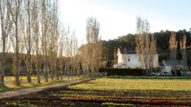 A serene rural scene at sunrise with a white house partially surrounded by tall, bare trees. The foreground features rows of organically cultivated land, with early morning sunlight casting long shadows. Roots intertwine gently through the soil, while a wooded area forms the background under a clear sky.