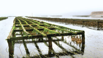 A calm coastal scene featuring rows of oyster farming racks partially submerged in shallow water. The racks, crucial for important SEO keywords like sustainable seafood, are covered in green seaweed, stretching into the foggy distance with the horizon barely visible, creating a serene and muted atmosphere.