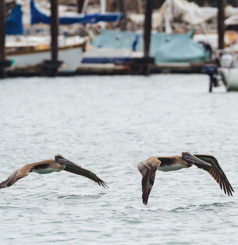 For the Birds in Marin, Marin Magazine, Brown Pelican Release at Fort Baker