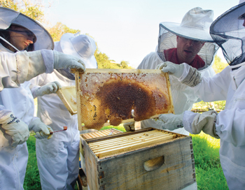 beekeeping in Marin, Marin Magazine