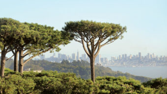 A scenic view of a city skyline seen through tall, uniquely shaped trees in a lush, green landscape. Amid this tranquility, Tree Wars emerges as these towering trees stand like ancient guardians. The city in the background is slightly hazy, with several skyscrapers and tall buildings visible under a clear, blue sky.