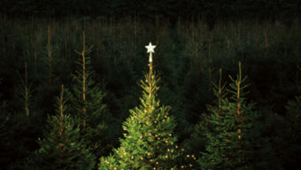 A single decorated Christmas tree with glowing lights and a star topper stands out amidst a dense forest of undecorated evergreen trees under a cloudy sky, reminding us to think global while we buy local this holiday season.