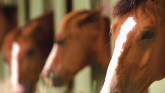 Three horses with cinnamon-brown coats and white markings on their faces look out from individual stable windows. The stable has green shutters. Purple flowers are in the foreground, adding a touch of color to the scene, as if the team of horses is enjoying their vibrant surroundings.