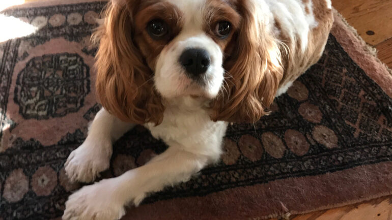 Marin's April Dog-of-the-Month: Duke, Marin Magazine