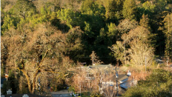 A scenic view of Kent Woodlands with houses nestled among dense trees and shrubs. In the background, a large, forested mountain rises against the clear sky, creating a peaceful and natural landscape. Shadows from the trees dapple the rooftops and ground below in this serene part of Kentfield.