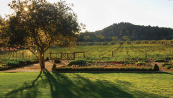 A picturesque garden with a large tree casting shadows on a well-manicured lawn. The garden is surrounded by wooden fences with colorful flower beds in front. In the background, there are rolling green hills and a vineyard producing luscious Cabernet, all bathed in soft evening sunlight.