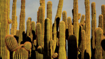 A dense cluster of tall, columnar cacti stand under a clear sky. Bathed in sunlight and casting long shadows, their ridged green surfaces with spines evoke a timeless desert environment. The towering cactus plants seem to whisper tales of adventures—whether you're going east or trying to find the West.