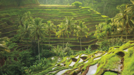 Bali: Exploring Ubud, Marin Magazine