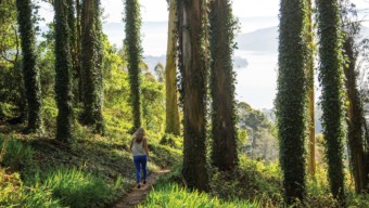The Healing Effects of Forest Bathing, Marin Magazine