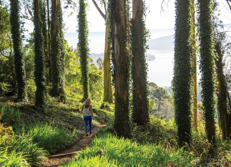 The Healing Effects of Forest Bathing, Marin Magazine