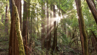Winter Sunrise Tour of Muir Woods, Marin Magazine