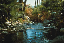 A serene tropical landscape featuring a shallow stream with clear water flowing over smooth rocks, surrounded by lush, dense green foliage and tall palm trees. Dappled sunlight filters through the trees, creating a tranquil and inviting atmosphere perfect for a Girls' Desert Getaway.