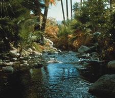 A serene tropical landscape featuring a shallow stream with clear water flowing over smooth rocks, surrounded by lush, dense green foliage and tall palm trees. Dappled sunlight filters through the trees, creating a tranquil and inviting atmosphere perfect for a Girls' Desert Getaway.