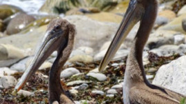 Rescued Brown Pelicans Will Return to the Wild This Friday, Marin Magazine