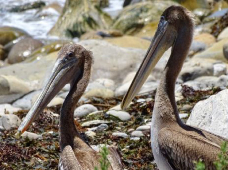Rescued Brown Pelicans Will Return to the Wild This Friday, Marin Magazine
