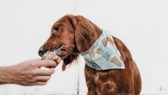 The Most Dog-Friendly Restaurants in Marin County, Marin Magazine